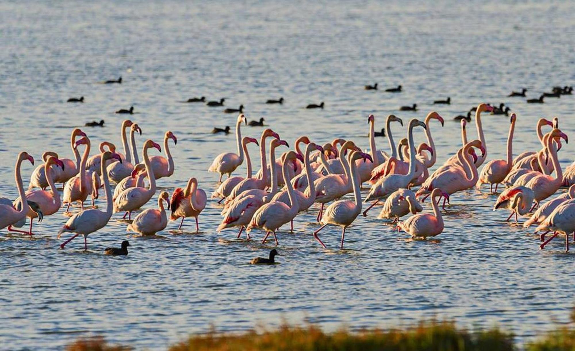 Quet - Casa Rural Con Piscina Privada En El Delta Del Ebro - Deltavacaciones Deltebre Buitenkant foto